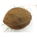  Whole brown coconut with its husk  for Puja /Pooja